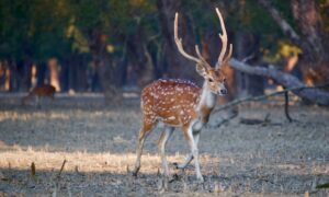 sundarban wildlife